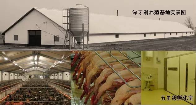 東方龍商務(wù)成功舉辦歐洲商品鵝養(yǎng)殖加工投資選址項目的政府對接會 東方龍商務(wù)成功舉辦歐洲商品鵝養(yǎng)殖加工投資選址項目的政府對接會
