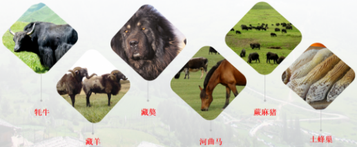 【甘南政府招商推介】搶占綠色崛起制高點，加快創(chuàng)建國家全域旅游示范區(qū)