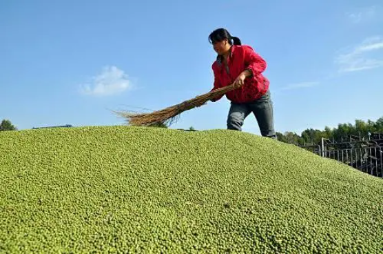 集團全力助推黑龍江省委托招商引資，以農業高質量發展助推鄉村振興