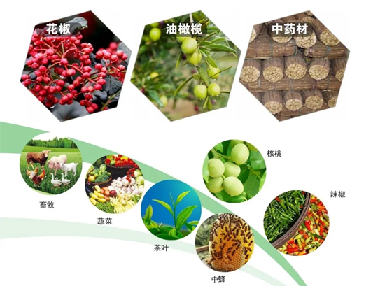 集團(tuán)全力助推甘肅隴南武都區(qū)委托招商引資，將地域資源優(yōu)勢(shì)轉(zhuǎn)化為經(jīng)濟(jì)發(fā)展新動(dòng)能